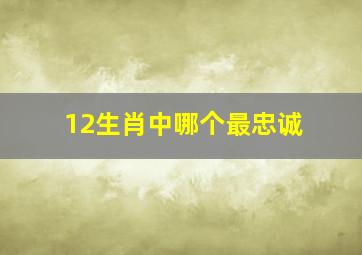 12生肖中哪个最忠诚