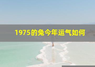 1975的兔今年运气如何