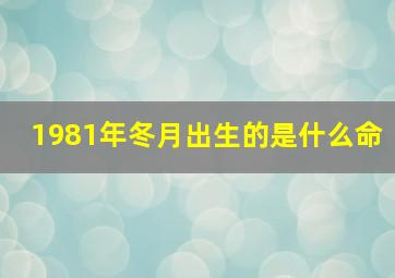 1981年冬月出生的是什么命