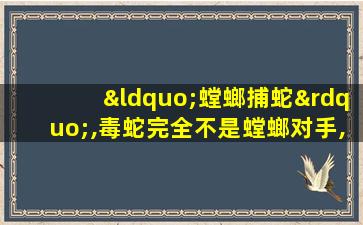 “螳螂捕蛇”,毒蛇完全不是螳螂对手,完全碾压毒蛇