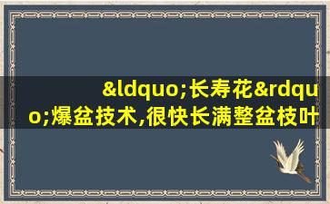 “长寿花”爆盆技术,很快长满整盆枝叶!