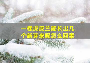 一棵虎皮兰能长出几个新芽来呢怎么回事