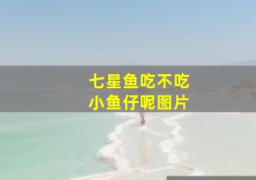 七星鱼吃不吃小鱼仔呢图片