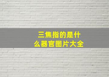 三焦指的是什么器官图片大全