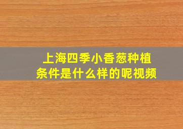 上海四季小香葱种植条件是什么样的呢视频