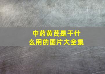 中药黄芪是干什么用的图片大全集