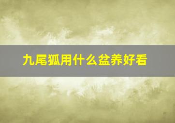 九尾狐用什么盆养好看