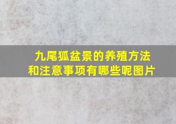 九尾狐盆景的养殖方法和注意事项有哪些呢图片