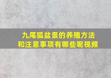 九尾狐盆景的养殖方法和注意事项有哪些呢视频