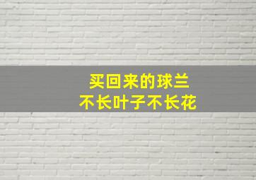 买回来的球兰不长叶子不长花