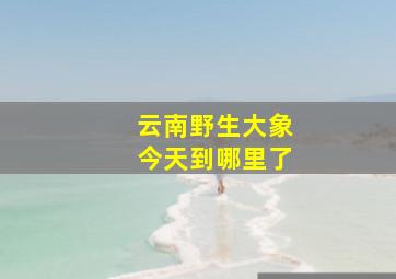 云南野生大象今天到哪里了