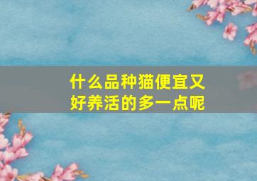 什么品种猫便宜又好养活的多一点呢