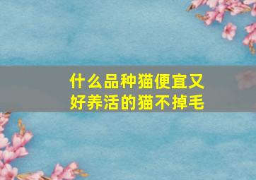 什么品种猫便宜又好养活的猫不掉毛