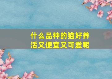 什么品种的猫好养活又便宜又可爱呢