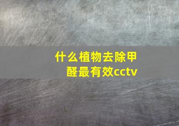 什么植物去除甲醛最有效cctv