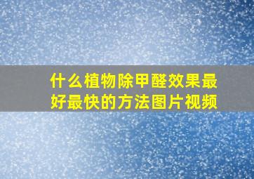 什么植物除甲醛效果最好最快的方法图片视频