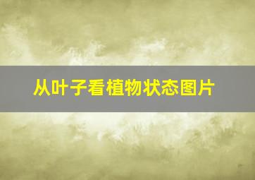 从叶子看植物状态图片