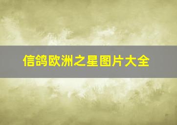 信鸽欧洲之星图片大全