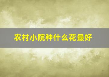 农村小院种什么花最好