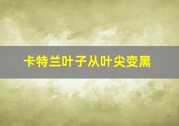 卡特兰叶子从叶尖变黑