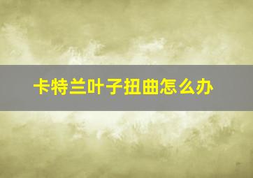 卡特兰叶子扭曲怎么办