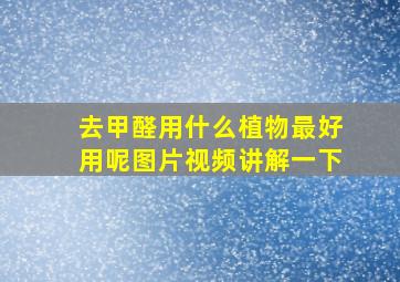 去甲醛用什么植物最好用呢图片视频讲解一下