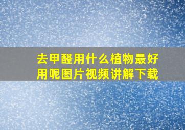 去甲醛用什么植物最好用呢图片视频讲解下载