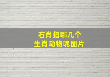 右肖指哪几个生肖动物呢图片