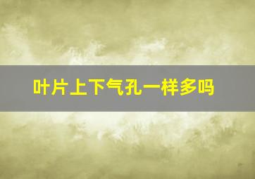 叶片上下气孔一样多吗