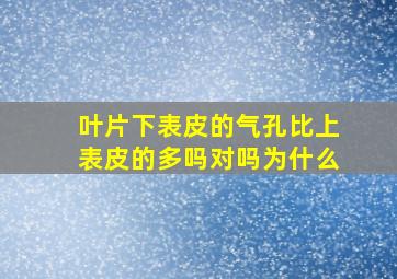 叶片下表皮的气孔比上表皮的多吗对吗为什么