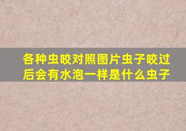 各种虫咬对照图片虫子咬过后会有水泡一样是什么虫子