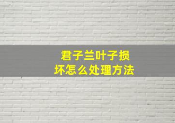 君子兰叶子损坏怎么处理方法