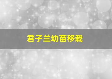 君子兰幼苗移栽