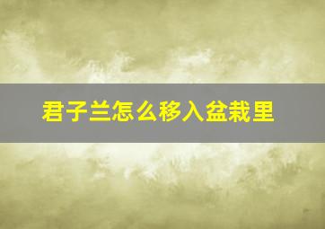 君子兰怎么移入盆栽里