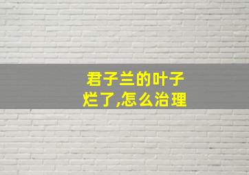 君子兰的叶子烂了,怎么治理