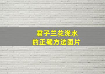 君子兰花浇水的正确方法图片