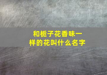 和栀子花香味一样的花叫什么名字