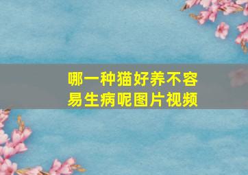 哪一种猫好养不容易生病呢图片视频