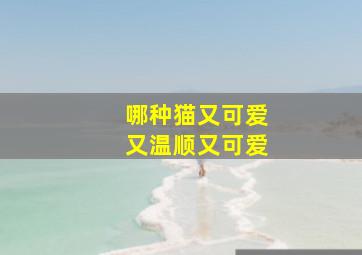 哪种猫又可爱又温顺又可爱