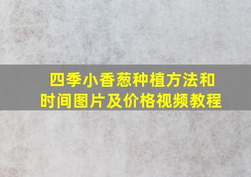 四季小香葱种植方法和时间图片及价格视频教程