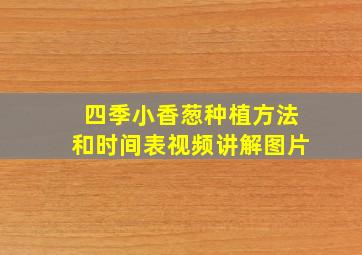 四季小香葱种植方法和时间表视频讲解图片