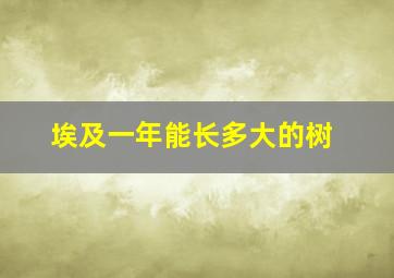 埃及一年能长多大的树