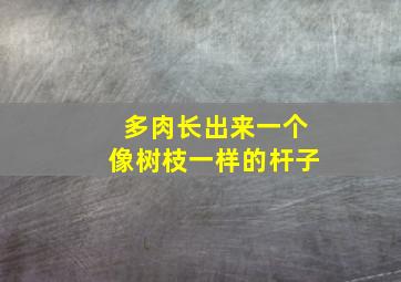 多肉长出来一个像树枝一样的杆子