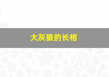 大灰狼的长相