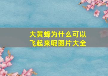 大黄蜂为什么可以飞起来呢图片大全