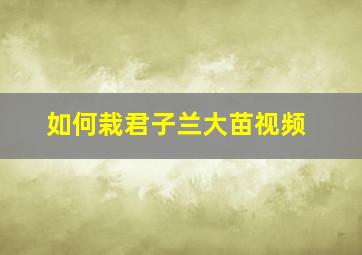 如何栽君子兰大苗视频