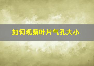 如何观察叶片气孔大小