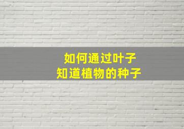 如何通过叶子知道植物的种子