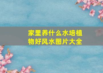 家里养什么水培植物好风水图片大全