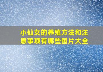 小仙女的养殖方法和注意事项有哪些图片大全